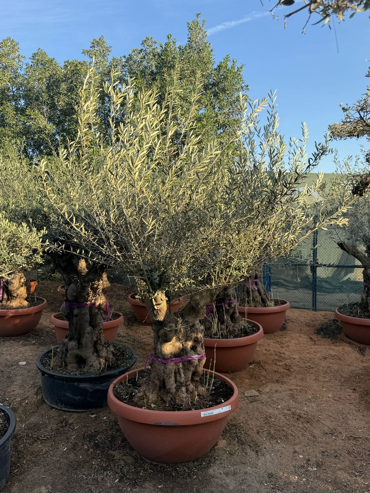 Olive Tree - Aged & Thick Trunk