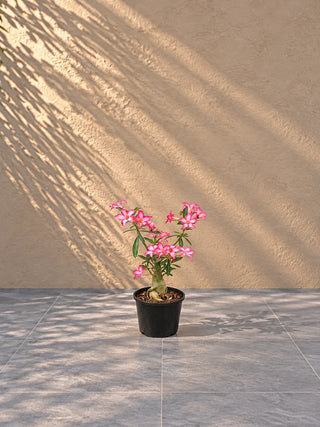 Desert Rose Pink, product photo 1