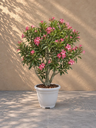 Desert Rose Pink, product photo 2