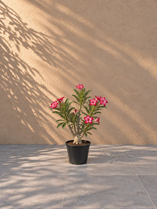 Desert Rose Red, product photo 1