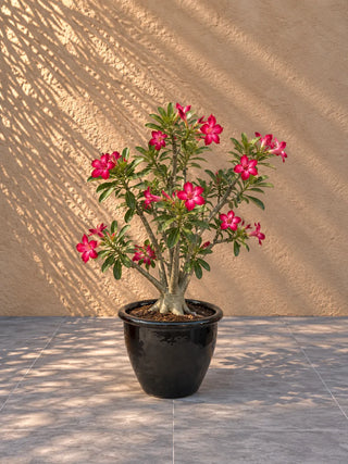 Desert Rose Red, product photo 2