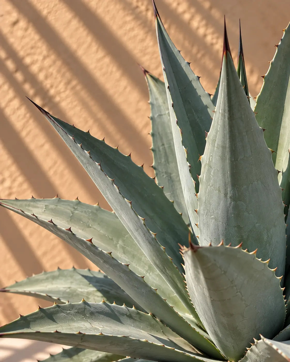 Agave - Americana