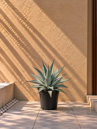 Agave Americana, product photo 1