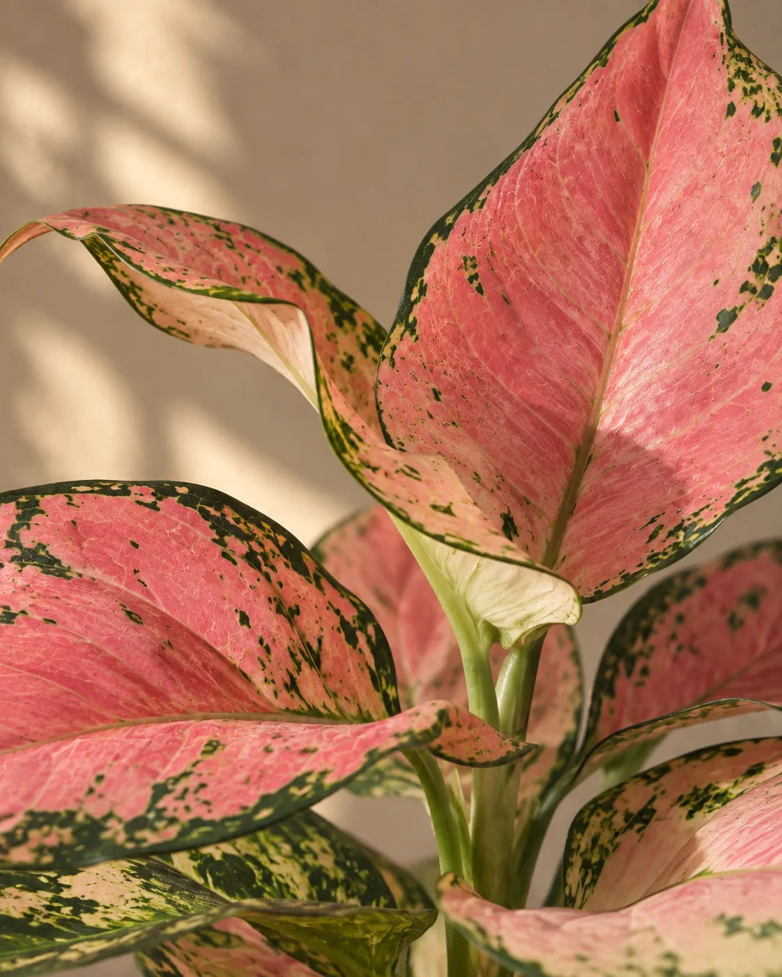 Pink Aglaonema