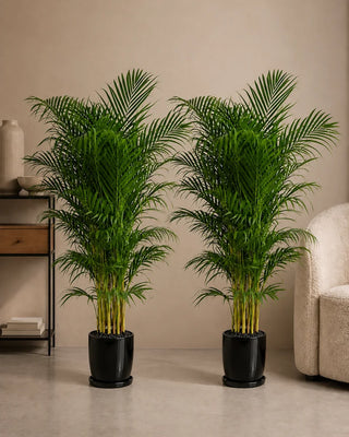 Two Areca Palms in black glossy ceramic pots with black pebbles and saucers