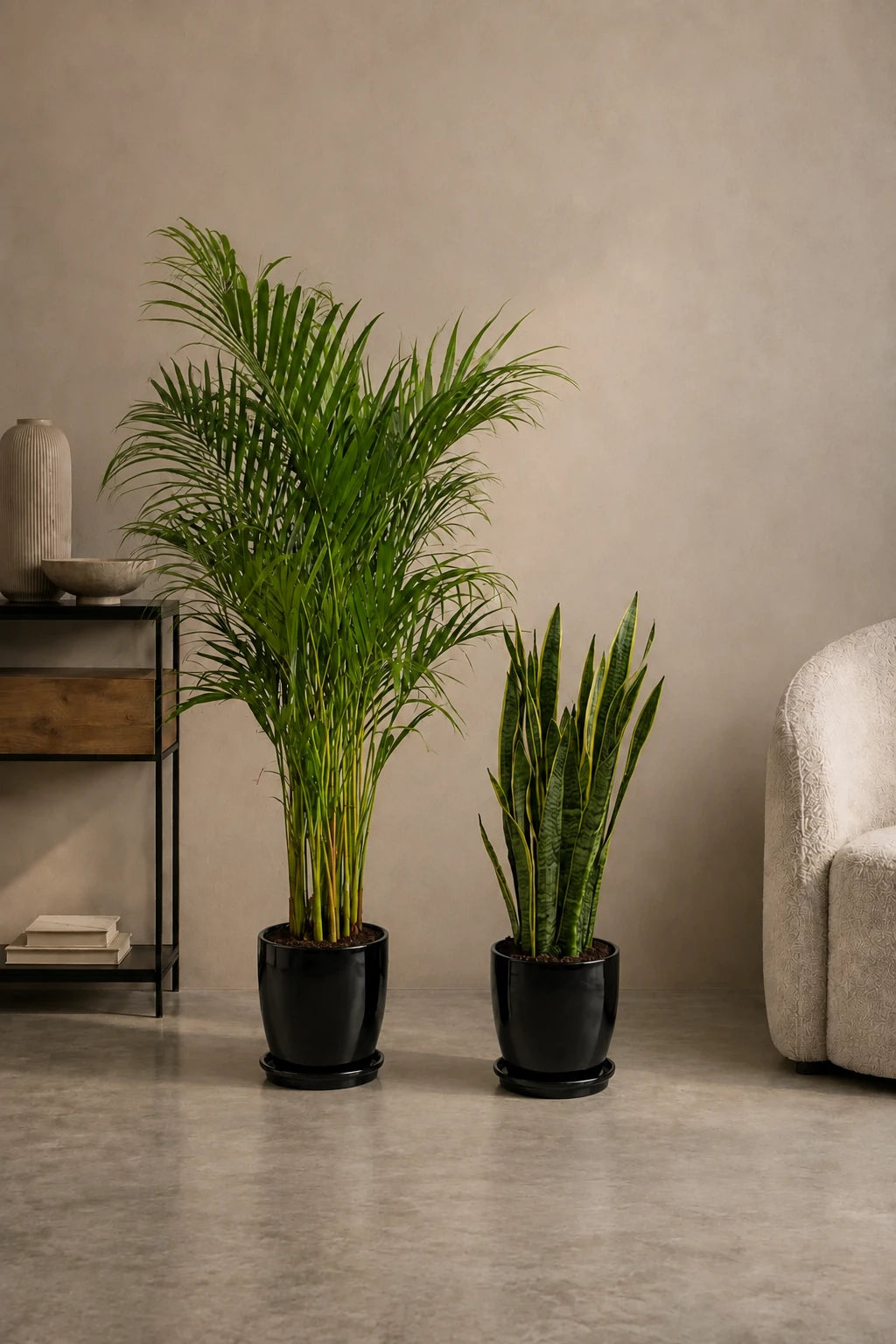 Areca & Snake - Promotion