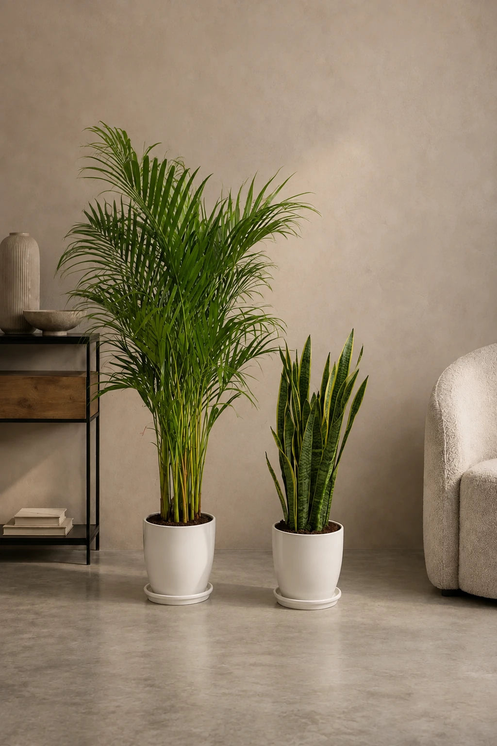 Areca & Snake - Promotion