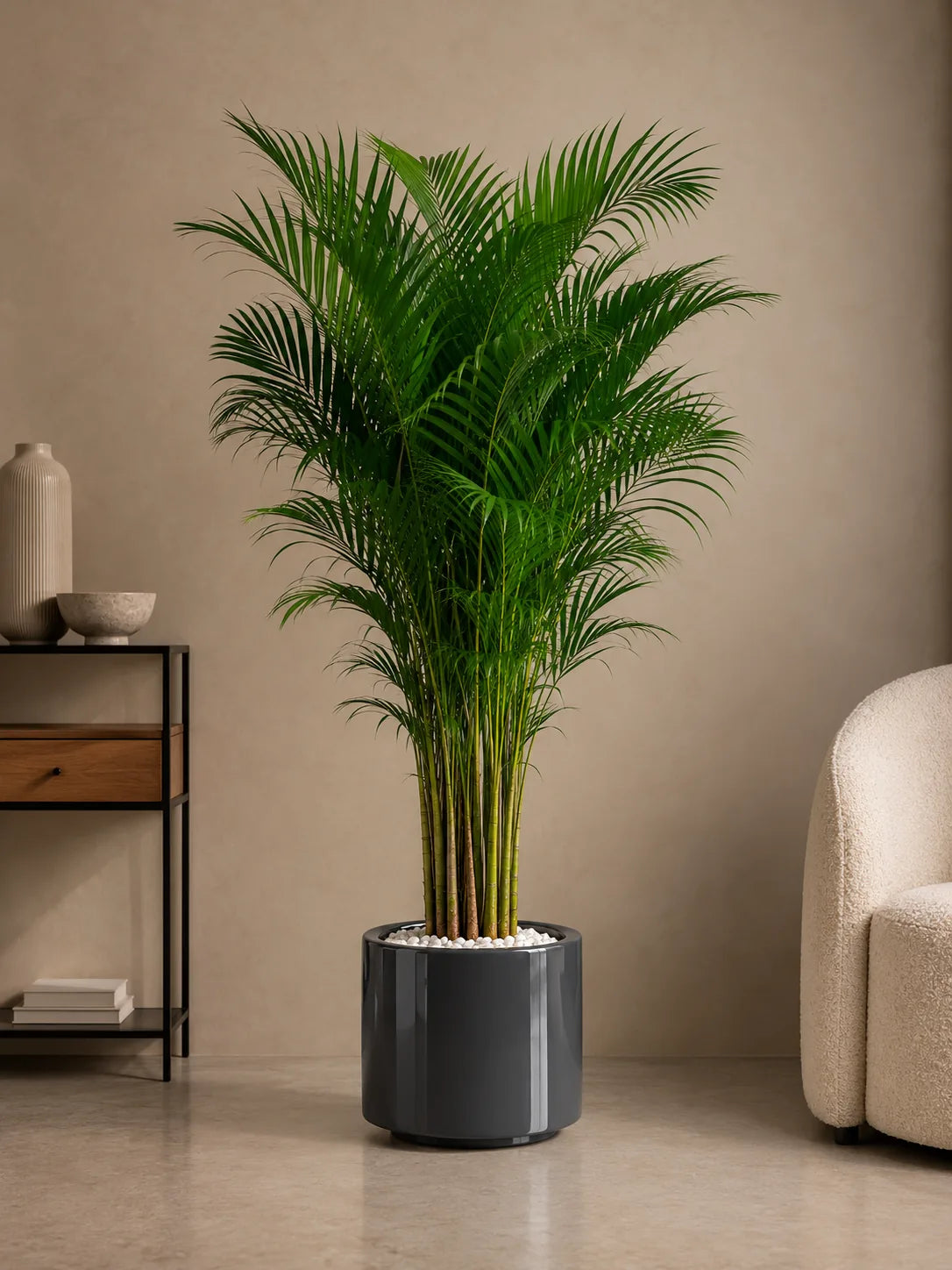 Areca Palm