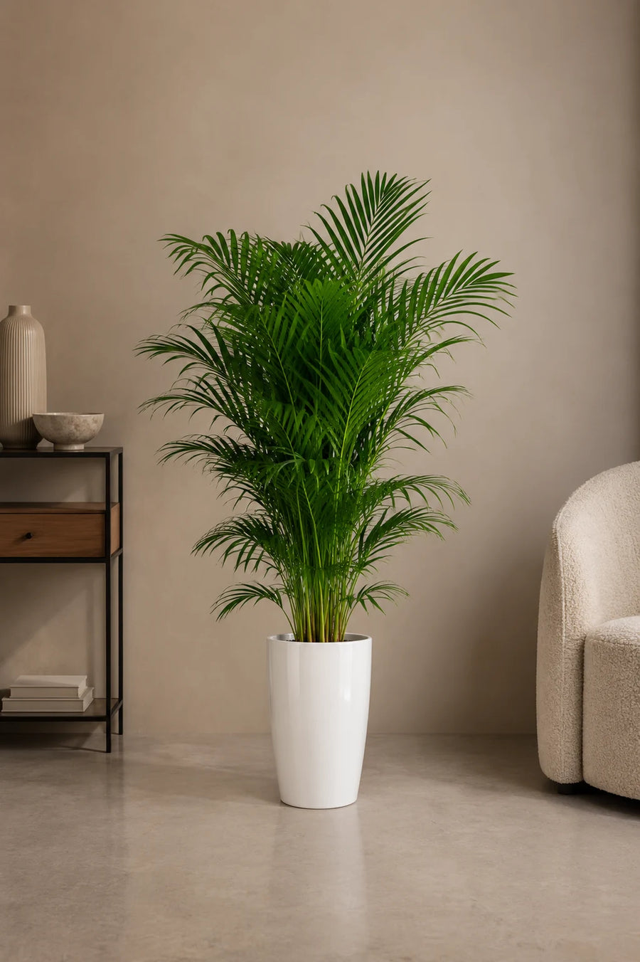 Areca Palm