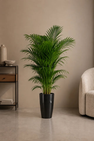 Areca Palm in black Luma Tall Glossy planter, 140-170cm height