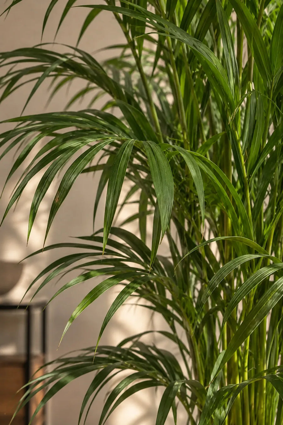 Areca Palm