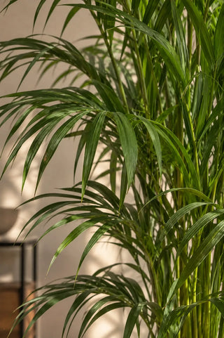 SG Care Macro — Air Purifying Palm Duo — included plant foliage detail