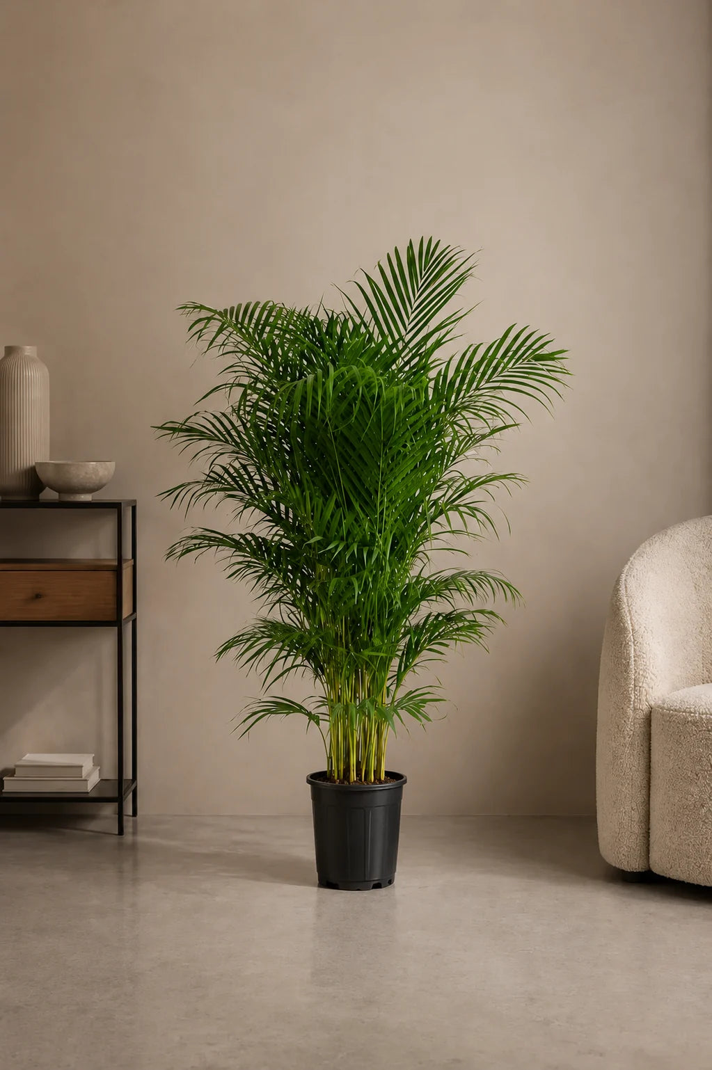 Areca Palm