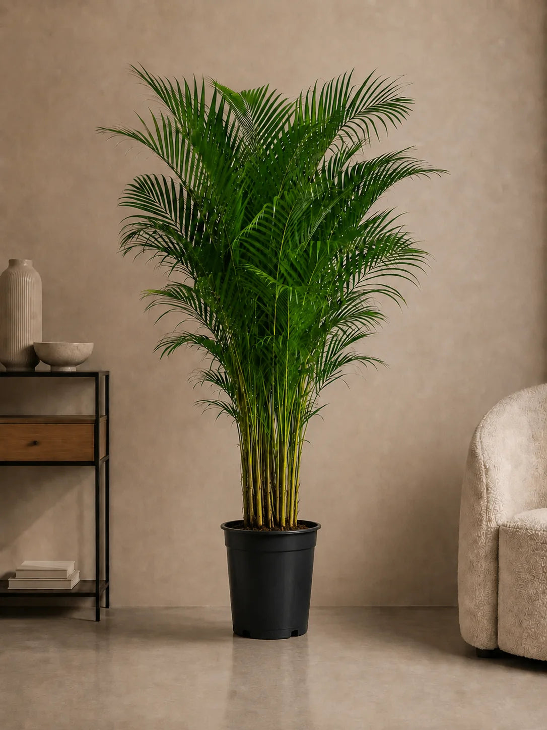 Areca Palm