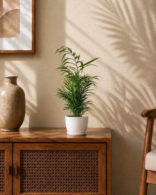 Areca Palm in white Luma Mini planter, 30-40cm height