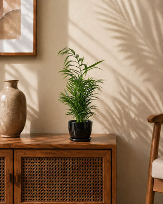 Areca Palm in black Luma Mini planter, 30-40cm height
