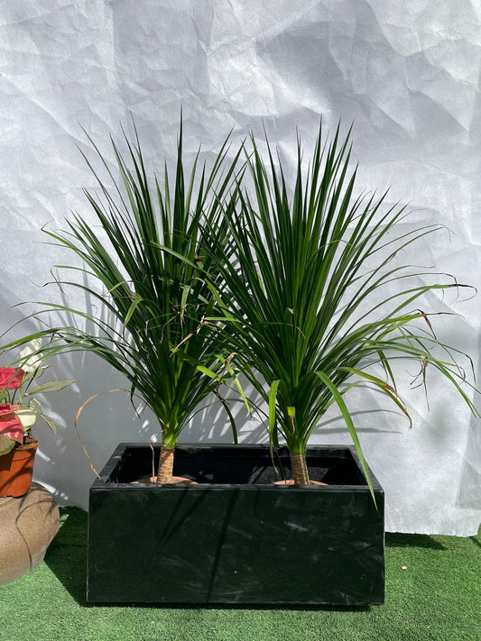 Dracena - Planter Arrangement