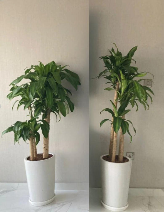 Dracena Massangeana Bundle