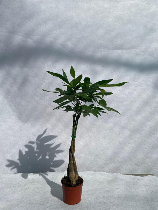 Money Plant - Nursery Pot