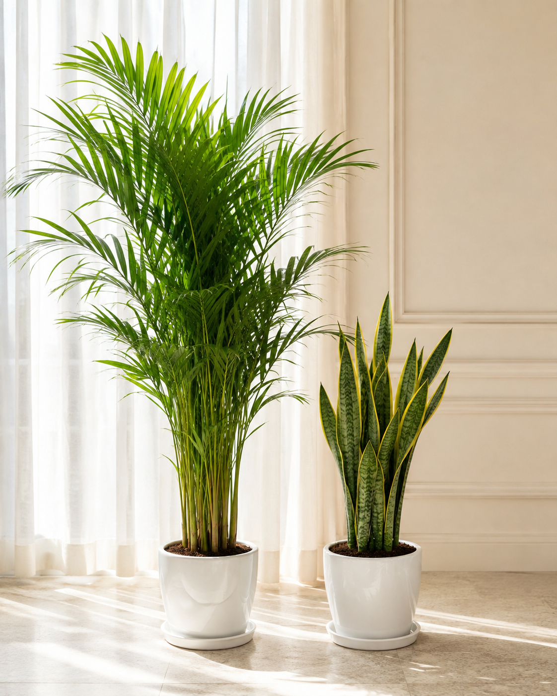 Areca & Snake - Promotion