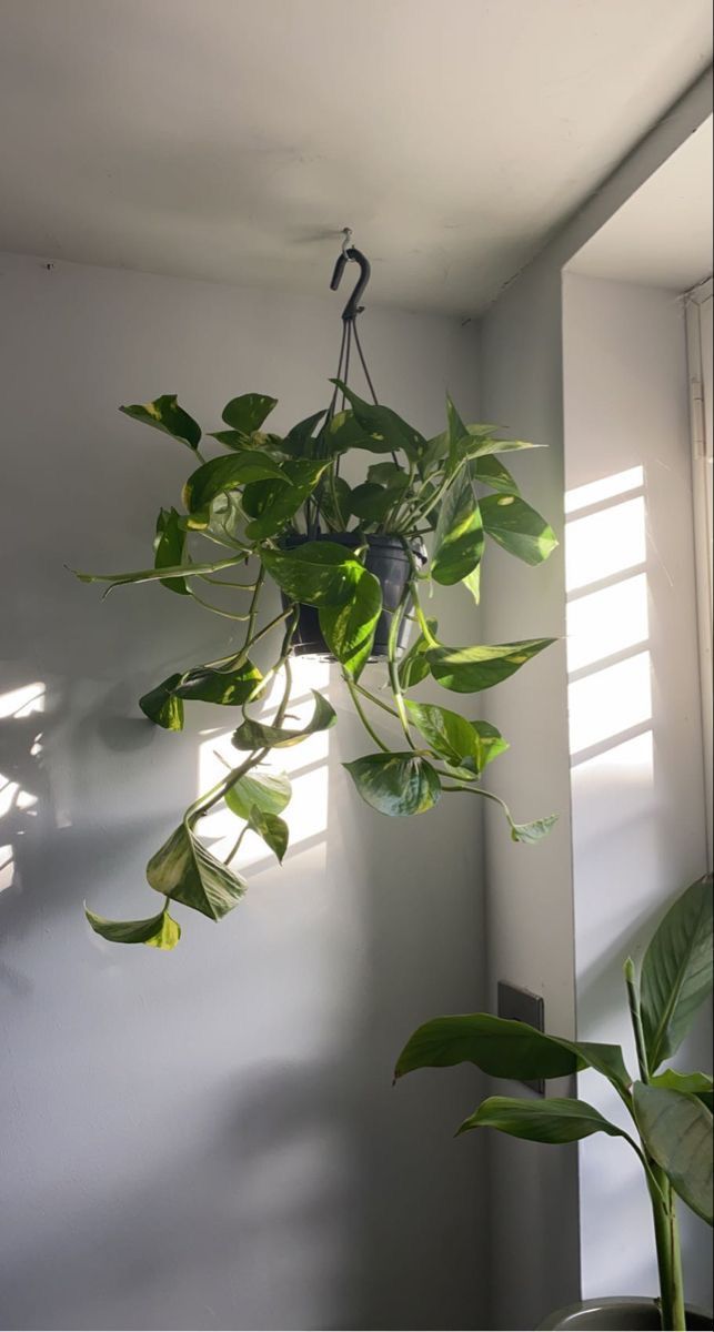 Hanging Money Plant - Nursery Pot