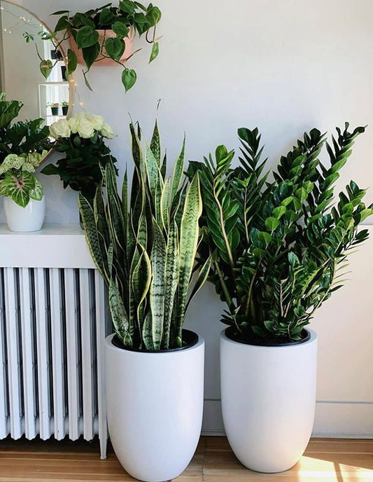 Bushy Snake & Zamia Plant - Fiber Pot - Almost Unkillable Plants
