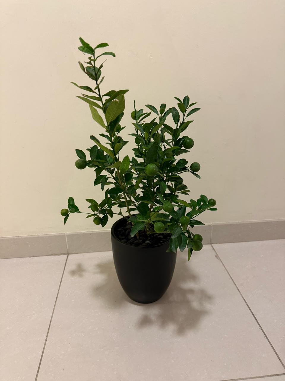 Lemon Plant - Ceramic Pot