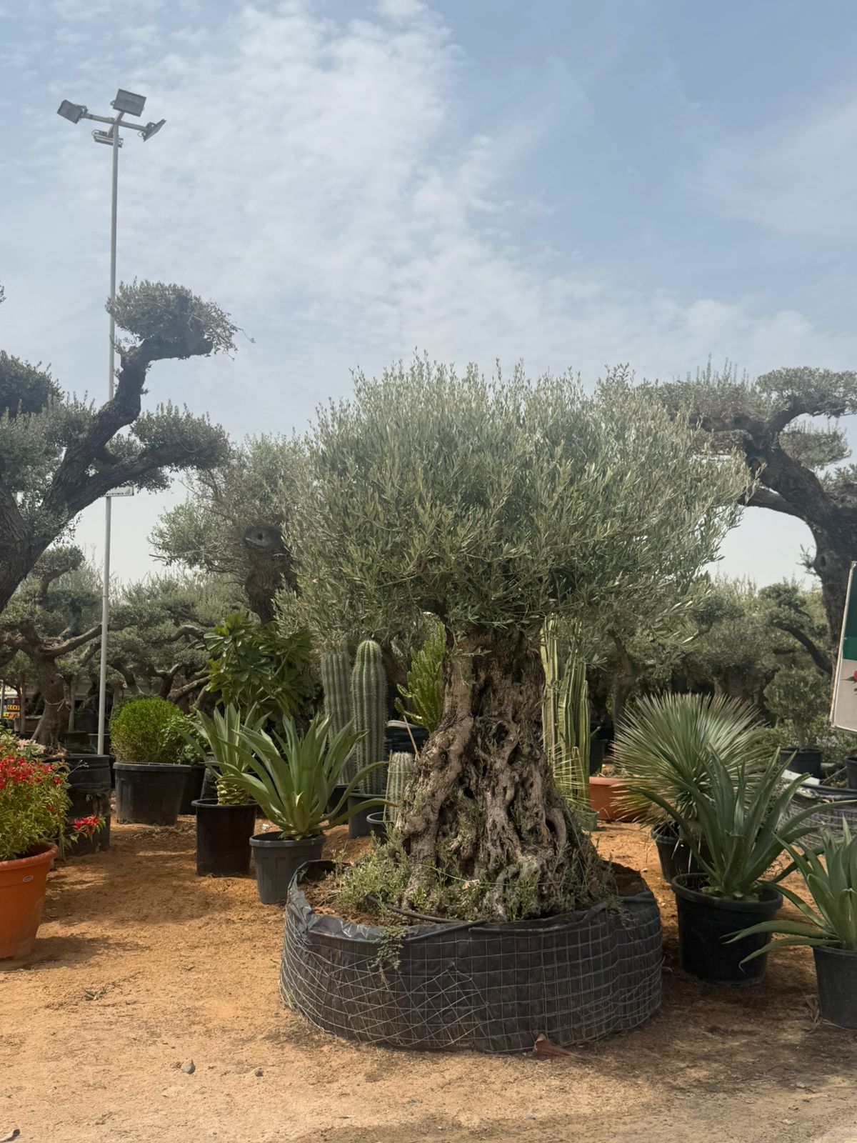 Sleek Aged & Thick Trunk Design Olive Tree - 2.2-2.3M