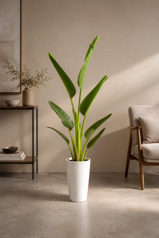 Travelers Palm, product photo 7