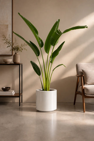 Travelers Palm in white Nia Glossy planter, 160-180cm