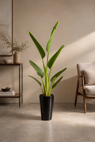 Travelers Palm in black Luma Tall Glossy planter, 100-140cm