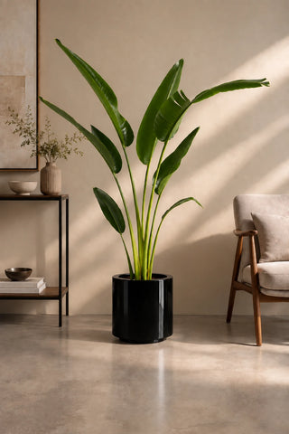Travelers Palm in black Nia Glossy planter, 160-180cm
