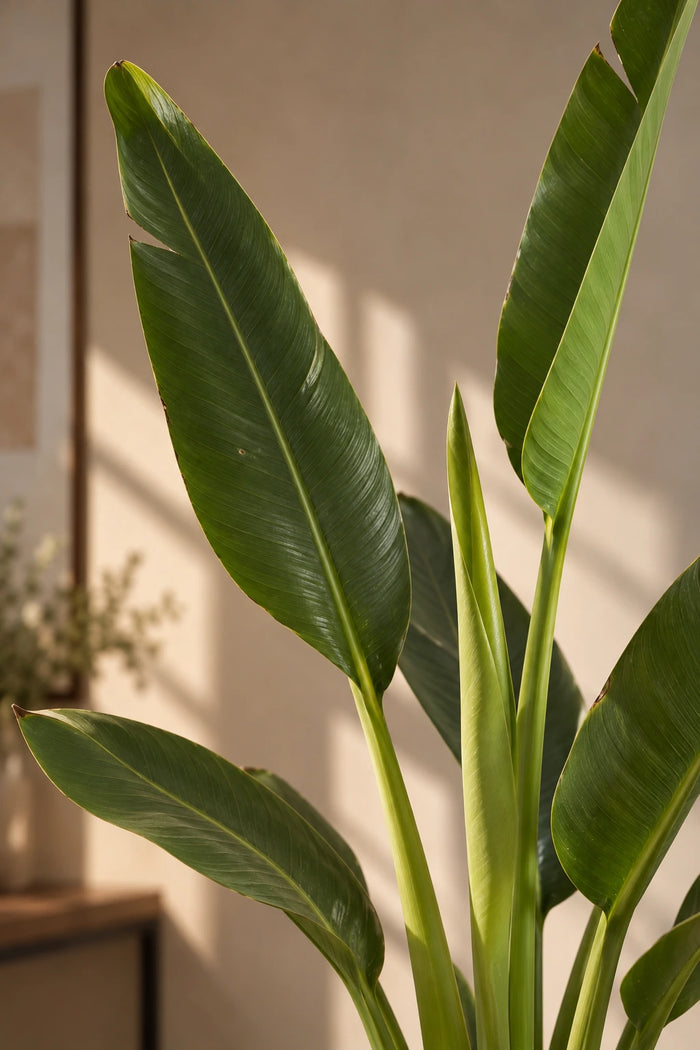 Travelers Palm