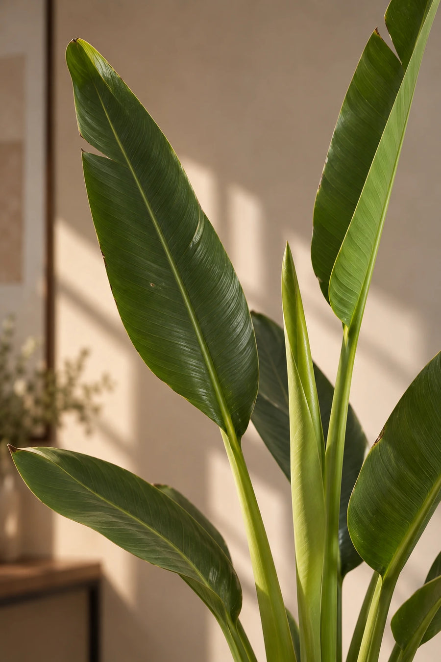 Travelers Palm