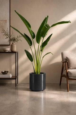Travelers Palm in grey Nia Glossy planter, 160-180cm