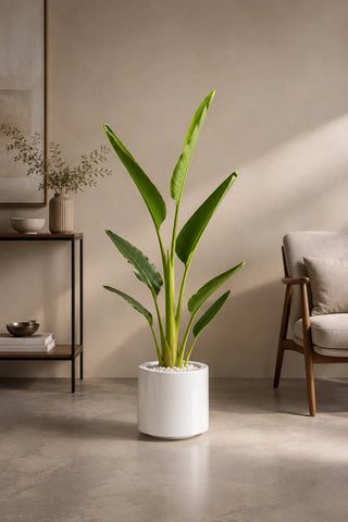 Travelers Palm, product photo 9