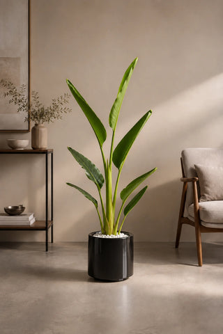 Travelers Palm, product photo 10