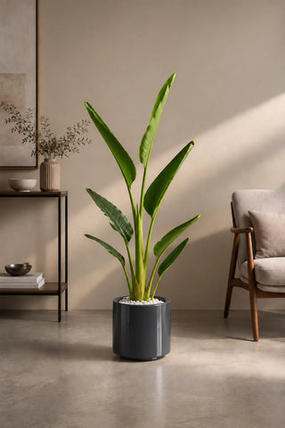 Travelers Palm with black planters