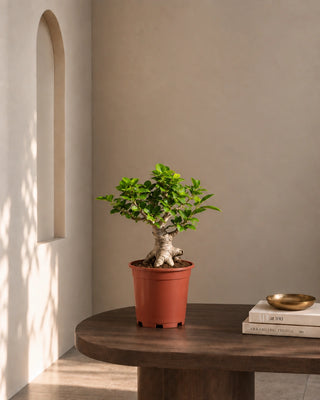Bonsai 8 Shape in nursery pot, 30-40cm