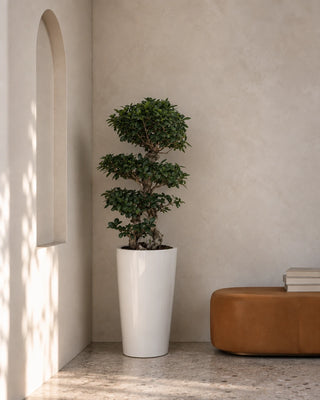 Bonsai 8 Shape in white Luma Tall Glossy planter, 100-130cm