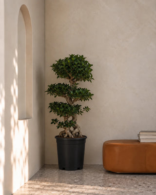 Bonsai 8 Shape in nursery pot, 100-130cm