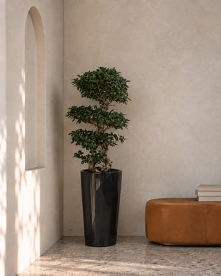 Bonsai 8 Shape in black Luma Tall Glossy planter, 100-130cm