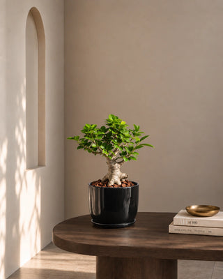 Bonsai 8 Shape in black Luma Mini planter, 30-40cm