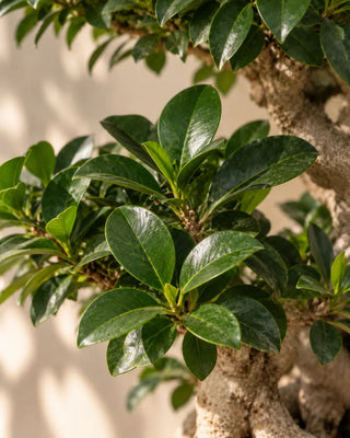 SG Care Macro — Bonsai 8 Shape