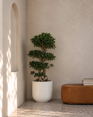 Bonsai 8 Shape in white Luma Glossy planter, 100-130cm