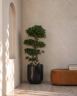 Bonsai 8 Shape in black Luma Glossy planter, 100-130cm