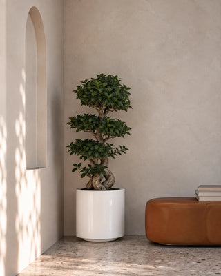 Bonsai 8 Shape in grey Nia Glossy planter, 100-130cm