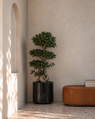 Bonsai 8 Shape in black Nia Glossy planter, 100-130cm