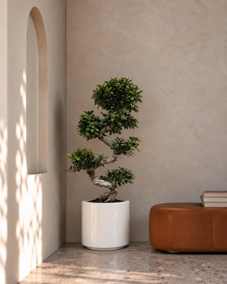 Bonsai S Shape in grey Nia Glossy planter, 80-110cm
