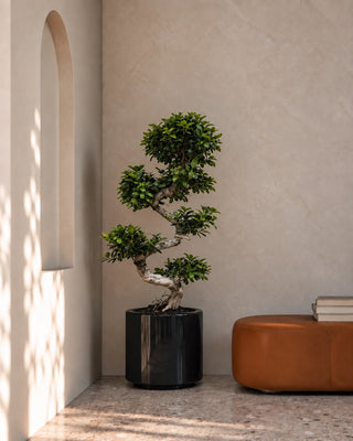 Bonsai S Shape in black Nia Glossy planter, 80-110cm